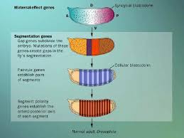 Drosophila Development