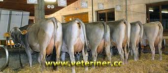 Vacas Panosundaki Pin
