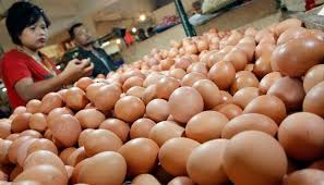 Gambar telur ayam fertil dan infertil. Pemerintah Jamin Keamanan Dan Kualitas Telur Infertil Nasional Tempo Co