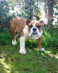 This breed of dog sheds regularly and thus, brushing its coat regularly is a good idea. Australian Bulldog Breed Information History Health Pictures And More