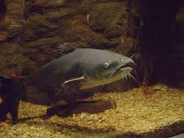 Blue Catfish Wikipedia