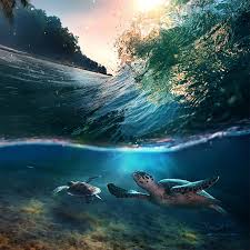 Tropical Paradise With Turtles Underwater Images Sea Photo Tropical Paradise