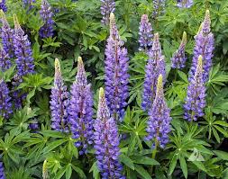 The scientific name of sundial lupine is lupinus perennis l. Perennial Lupine Applewood Seed Company Lupine Flowers Perennials Purple Perennials