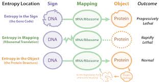 Dna mutations range from missense errors occur when the mutated dna can still code for an amino acid, but not the correct amino acid. Entropy Free Full Text Biosemiotic Entropy Of The Genome Mutations And Epigenetic Imbalances Resulting In Cancer Html