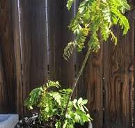My popcorn plants, also known as popcorn cassia (Senna ...