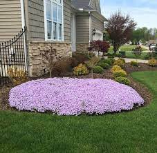 Creeping Phlox Is Easy To Grow Easy To Propagate And Sells Like Crazy We Potted The Phlox In This Pot La Creeping Phlox Ground Cover Plants Planting Flowers