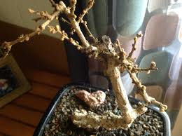 Even though it has fragrant white blossoms for much of the year, the tree is beautiful even when it's not in full bloom. Is My Fukien Tea Gone Helpfulgardener Com