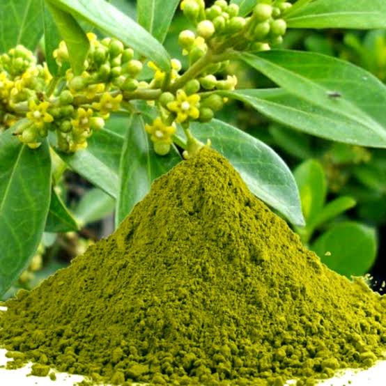 Gymnema Sylvestre Organic Leaf Powder for Sugar Control 100g Ceylon | eBay  UK