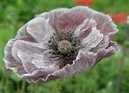 Poppy Shirley Amazing Grey Seeds Popular With Bees And Etsy Amazing Grey Papaver Poppies