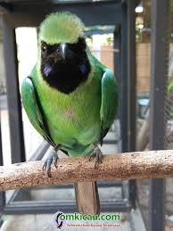 Gambar cucak hijau aneka suara burung cucak ijo isian untuk masteran om kicau mp3 suara burung cucak ijo gacor dan lantang macam macam jenis cucak ijo dan ciri khasnya. Cucak Ijo Dominic Burung Seharga Rp 875 Ribu Itu Ngosak Ngasik Di Wilayah Pati Om Kicau