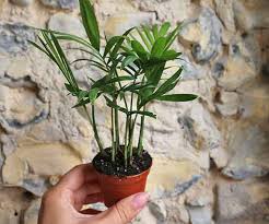Check spelling or type a new query. Baby Parlour Palm Plant Chamaeredora Elegans For Sale