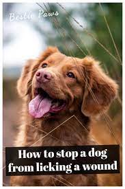 Pin On Dog Care Nutrition Behavior Training