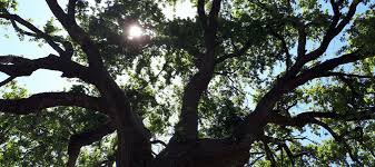 They are a fabulous tree for texas, and we are even getting ready to plant more around the farm ourselves. Texas Native Trees Species That Thrive In Our Climate Abc Blog