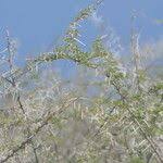 Image result for Acacia nebrownii