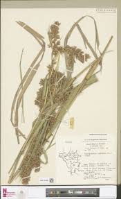 Image result for Hyparrhenia pilgeriana