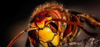 Like all spiders, they have eight legs and a round body. Pest Control Top F A Q Questions Answers Brown Reclusinator