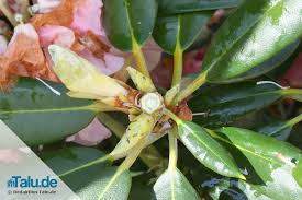 Beim rhododendron schneidet man direkt nach der blüte. Rhododendron Pflege Nach Der Blute Alte Knospen Entfernen Talu De