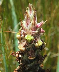 Image result for Corycium dracomontanum