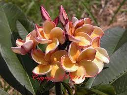 Palamino Paramino Plumeria Golden Tan Bloom