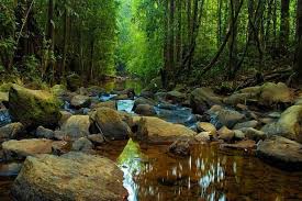 11 florestas mais incriveis do mundo confira lindas imagens tipos de florestas imagem de floresta floresta amazonica confira lindas imagens