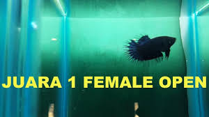 Budidaya ikan cupang tidak memerlukan tempat luas dan modal yang besar. Ikan Cupang Juara 1 Female Open Kontes Kudus 2017 Youtube