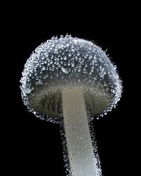 Image result for Monothecium