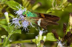 Image result for Eschenbachia gouanii