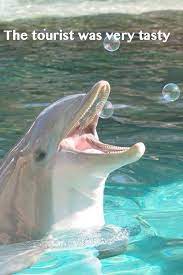 Bad Dolphin Meme 3 Animals Humor Cute Animals Animals Beautiful Funny Animals