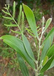 Image result for Acacia melanoxylon