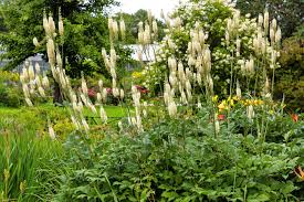 Image result for Bambekea racemosa