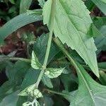 Image result for Adenostemma mauritianum