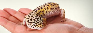 Maybe you would like to learn more about one of these? Leopard Gecko Supplies Tank Accessories Petsmart