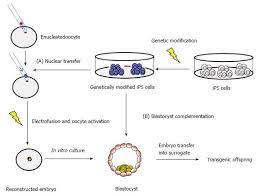 Stem cell, an undifferentiated cell that can divide to produce some offspring cells that continue as stem cells and some cells that are destined to in many such genetic lines, individual genes have been ablated in order to study their biological function; Induced Pluripotent Stem Cells Mechanisms Achievements And Perspectives In Farm Animals
