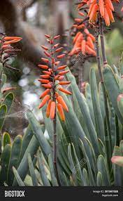 Succulent plants come in a variety of shapes, sizes and colors. Aloe Plant Bloom Image Photo Free Trial Bigstock