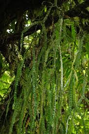 Image result for Phyllanthus nummulariifolius