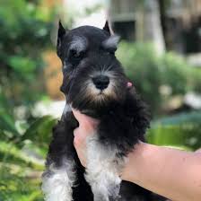 Expecting miniature schnauzer christmas puppies. Pin By Mia Mccline On Puppy 3 Schnauzer Grooming Schnauzer Puppy Miniature Schnauzer Puppies
