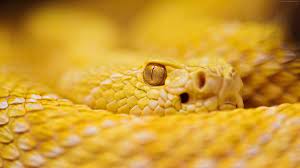 Pin By Mohammadjavad Yoosefi On 4k By Night 3840x2160 Wallz Snake Wallpaper Snake Albino Animals