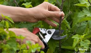 Maybe you would like to learn more about one of these? Menanam Bunga Jam 9 Dengan Teknik Stek Batang Indah Menawan