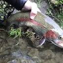 DRAKE'S FLY FISHING GUIDE SERVICE - 54 Photos - Provo River, Provo ...