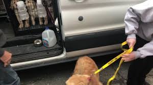 Maybe you would like to learn more about one of these? 28 Golden Retrievers Rescued From Ma Breeder Were Living In Deplorable Conditions