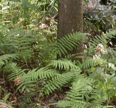 Image result for Christella hispidula