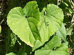 Image result for Momordica foetida