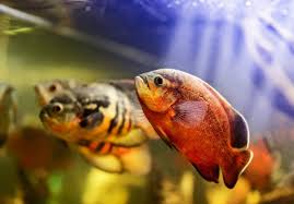 Oscar fish (astronotus ocellatus) before being named as oscar, it was given the name of seafaring genus classification lobotes. Tips And Facts About The Oscar Fish The Aquarium Guide