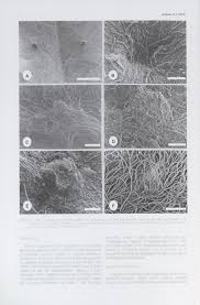 Image result for Pteleopsis anisoptera