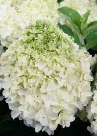 White Wedding Hydrangea Shop Online With Plantsbymail Com Wedding Plants Hydrangea Southern Living Plants