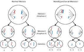 Image result for Monosis