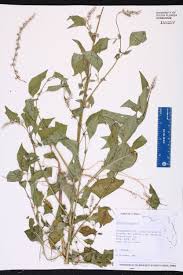 Image result for Celosia trigyna