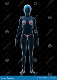 женский секс органов иллюстрация штока. иллюстрации насчитывающей рак -  5591525