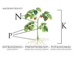 Fertilizer Which To Use And When Articles Blogs Botanical Interests