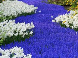 какие цветы посадить на клумбе чтобы цвели все лето фото Nizkoroslye Cvety Dlya Klumby Cvetushie Vse Leto Nazvaniya I Foto Sad Ogorod Cvety Odnoletnie Cvety I Pochvopokrovnye Rasteniya